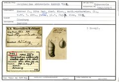 Karteikarte zum Syntyp von Marginulina abbreviata Karrer, 1862